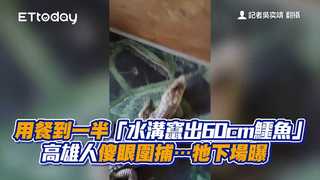 用餐到一半「水溝竄出60cm鱷魚」　高雄人傻眼圍捕…牠下場曝