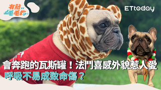 有點毛毛的S5EP19精華/【欸這可以養嗎】會奔跑的瓦斯罐！法鬥喜感外貌惹人愛 呼吸不易成致命傷？