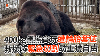 400kg黑熊貪玩遭輪胎套住　救援隊緊急切割助重獲自由