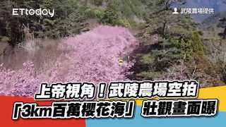 上帝視角！武陵農場空拍「3km百萬櫻花海」　壯觀畫面曝