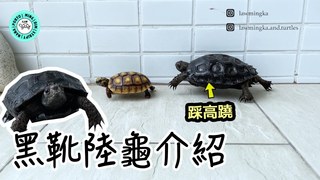 Jessica Law羅明嘉-黑靴陸龜介紹走路像踩高蹺｜【小龜成長日記】