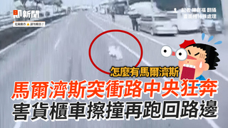 馬爾濟斯突衝路中央狂奔　害貨櫃車擦撞再跑回路邊