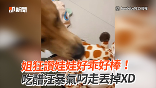 姐狂讚娃娃好乖好棒！吃醋汪暴氣叼走丟掉XD