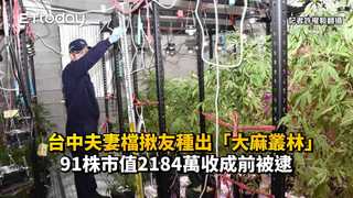 台中夫妻檔揪友種出「大麻叢林」　91株市值2184萬收成前被逮