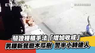 驗證種植手法「增加收成」男腰斬餐廳木瓜樹　警半小時逮人