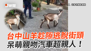 台中山羊趁隙逃脫街頭　呆萌親吻汽車超親人！