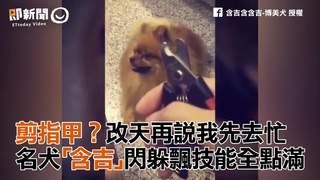 剪指甲？改天再說我先去忙　名犬「含吉」閃躲飄技能全點滿