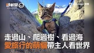 走過山、爬過樹、看過海　愛旅行的萌貓帶主人看世界