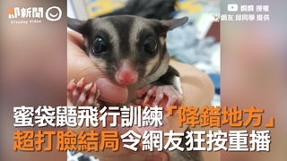 蜜袋鼯飛行訓練「降錯地方」　超打臉結局令網友狂按重播