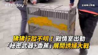 狒狒行蹤不明！戰情室出動「秘密武器+香蕉」　展開誘捕大戰