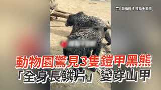 動物園驚見3隻鎧甲黑熊　「全身長鱗片」變穿山甲