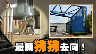 狒狒最新現身台鐵機廠！廠長：很乖沒發生混亂～