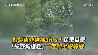 對峙東非狒狒3hrs！民眾目擊「被野狗追趕」　一度爬上樹躲避
