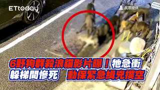 6野狗群殺浪貓影片曝！牠急衝躲梯間慘死　動保緊急緝兇撲空