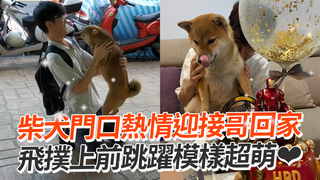 柴犬門口熱情迎接哥回家　飛撲上前跳躍模樣超萌❤