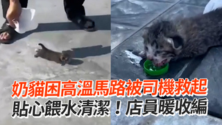 奶貓困高溫馬路被司機救起　貼心餵水清潔！店員暖收編
