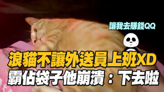 浪貓不讓外送員上班XD　霸佔袋子他崩潰：下去啦