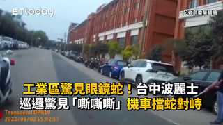 工業區驚見眼鏡蛇！台中波麗士巡邏驚見「嘶嘶嘶」　機車擋蛇對峙