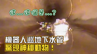 美機器人巡地下水管 驚現1.5公尺鱷魚展開追逐戰