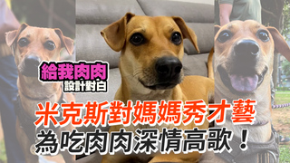 米克斯對媽媽秀才藝　為吃肉肉深情高歌！