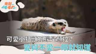 有點毛毛的S5EP36正片/ 【欸這可以養嗎】可愛小猛獸狐獴是顏控？愛與不愛一眼就知道！
