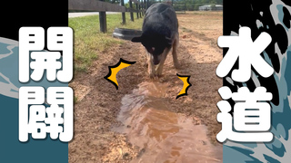 見「桶子倒出水」超興奮　澳洲牧牛犬玩開道引流！