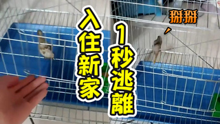 爸幫鳥寶用心準備新籠子！　見牠剛入住秒鑽縫逃家傻眼