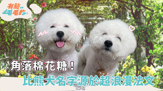 有點毛毛的S5EP37正片/【欸這可以養嗎】角落棉花糖！乖巧的比熊犬...名字源於超浪漫法文單字
