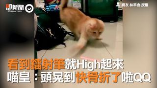 看到鐳射筆就High起來　喵皇：頭晃到快骨折了啦QQ