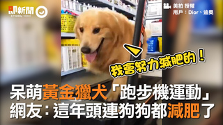 呆萌黃金獵犬「跑步機運動」　網友：這年頭連狗狗都減肥了 勝
