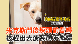 米克斯門後探頭偷看媽　被趕出去後裝萌求撒嬌