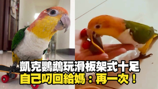 凱克鸚鵡玩滑板架式十足！　自己叼回給媽：還要再一次