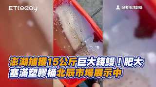 澎湖捕獲15公斤巨大錢鰻！肥大塞滿塑膠桶　北辰市場展示中
