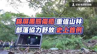 錦屏黑熊傷癒重返山林　部落協力野放史上首例