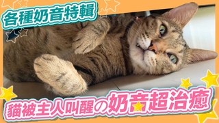 祐銘&麻吉貓-愛說話の貓 各種情境『奶音』超治癒人心！！