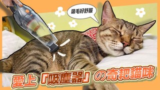 祐銘&麻吉貓-【麻吉】奇耙貓 愛上被吸塵器『吸住の感覺』！