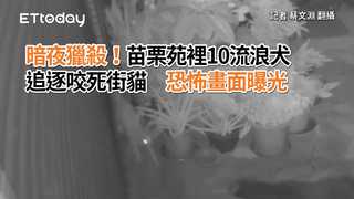 暗夜獵殺！苗栗苑裡10流浪犬追逐咬死街貓　恐怖畫面曝光