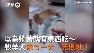 以為躺著就有東西吃～　牧羊犬未ㄅㄧㄤˋ先倒地！