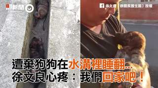 遭棄狗狗在水溝裡睡翻...　徐文良心疼：我們回家吧！