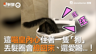 這喵皇內心住著一隻「狗」　丟髮圈會撿回來、還愛喝...！
