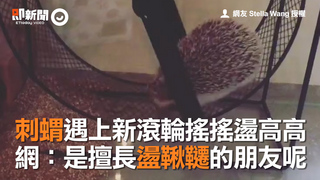 刺蝟遇新滾輪搖搖盪高高　網：是擅長盪鞦韆的朋友呢