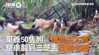 棄養50隻狗「嫌罰金太貴」　整車載到三芝丟開罰45萬
