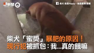 柴犬「蜜獎」暴肥的原因！　現行犯被抓包：我...真的餓嘛