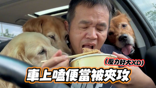 太香！奴才在車上嗑便當「3顆金毛頭」夾攻狂吞口水