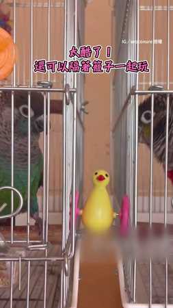 2隻鸚鵡公平玩玩具 默契滿分!