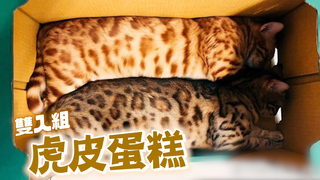「2條虎皮蛋糕」塞爆紙箱 貓奴笑：真材實料販售中