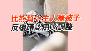 比熊幫小主人蓋被子　反覆確認用嘴調整