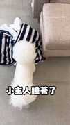 幫蓋被！有一種冷叫做比熊覺得你冷
