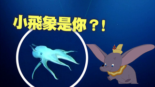 探勘深海驚現小飛象章魚　用耳朵游泳科學家秒融化