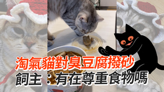 淘氣貓對臭豆腐撥砂　飼主：有在尊重食物嗎